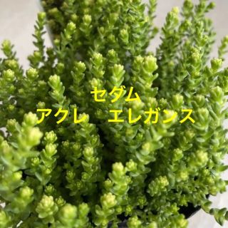 専用です。多肉植物　セダム　アクレエレガンス　カット苗2セット(その他)