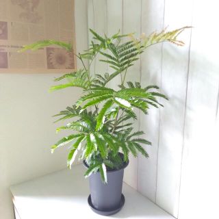 エバーフレッシュ❗️高さ70◎！樹形綺麗❗ボリューム◎❗爽やかな観葉植物(プランター)