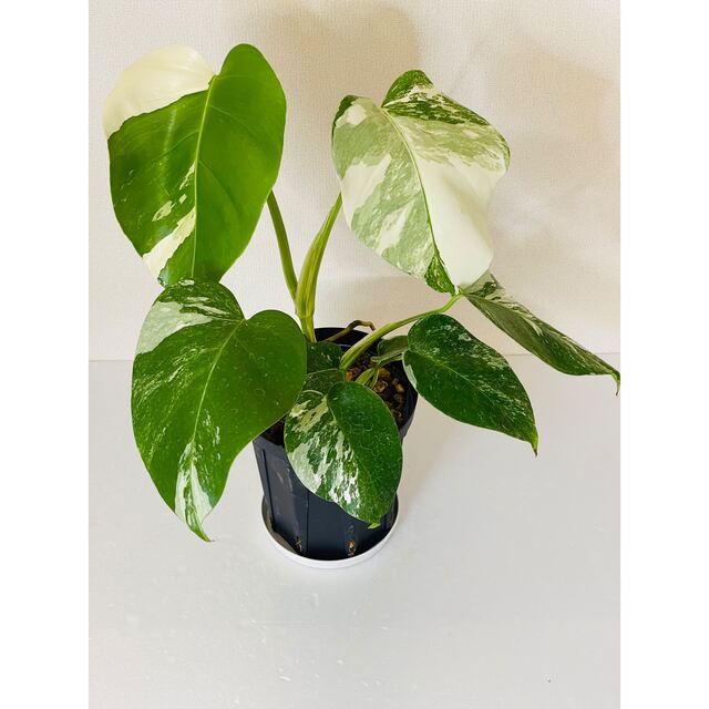 ❣️値下げ❣️超激レア❣️斑入り モンステラ バリエガータ❣️極上品