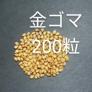 ごま　金ゴマの種　200粒以上(野菜)