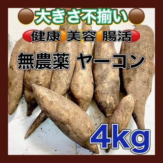 北海道産 無農薬 ヤーコン 訳あり 数量限定 (野菜)