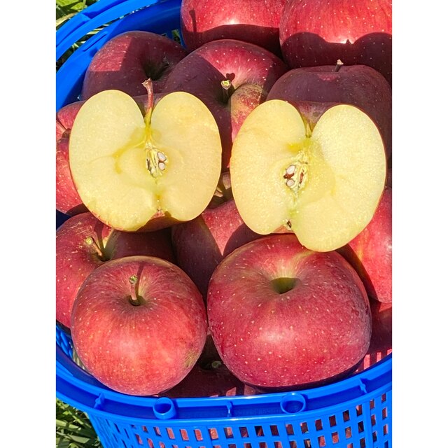 家庭用葉取らずサンフジ5キロ　青森りんご　フルーツ