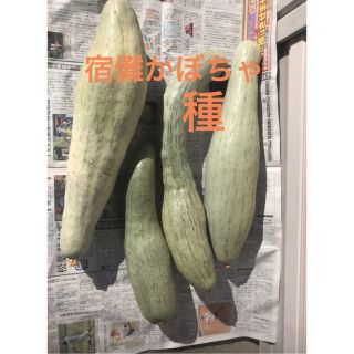 宿儺かぼちゃ 飛騨かぼちゃ 種 16粒(野菜)