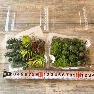 多肉植物　セダムカット苗6種(その他)