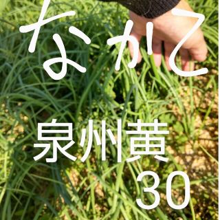 玉ねぎ苗  中生  泉州黄  ３０本(野菜)