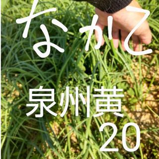 玉ねぎ苗  中生  泉州黄  20本(野菜)