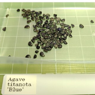 【種】30粒+‪α‬  Agave titanota 'Blue'(その他)