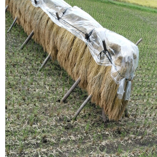 令和4年産新米栃木県コシヒカリ30キロ無農薬のお米になります。