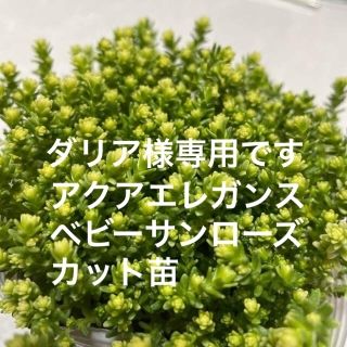 専用　多肉植物　セダム　アクレエレガンス　ベビーサンローズ　カット苗　初心者向け(その他)