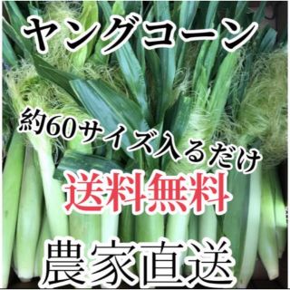 農家直送ヤングコーン６０サイズ入るだけ　最終値下げ、残りわずか！(野菜)