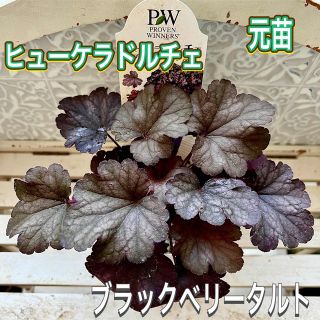 PW ヒューケラドルチェ　苗　ブラックベリータルト　ヒューケラ　寄せ植え(その他)