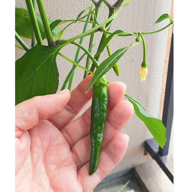 韓国唐辛子の種　たくさん 食品/飲料/酒の食品(野菜)の商品写真