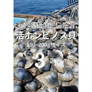 船橋三番瀬産ホンビノス貝小サイズ３kg☆送料込み(魚介)