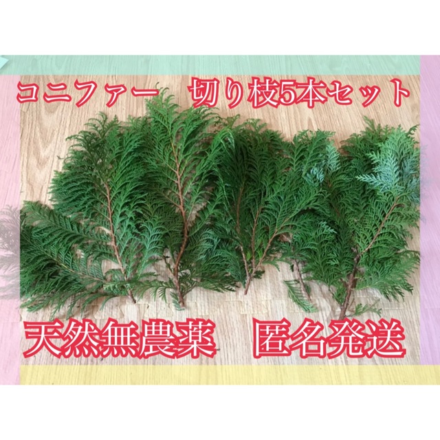【匿名発送】天然無農薬　コニファー　ヒバ　クリスマス　リース　スワッグ　クラフト ハンドメイドのフラワー/ガーデン(その他)の商品写真