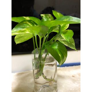 ポトス 観葉植物6セット(その他)