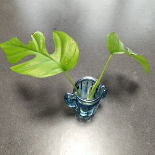 ヒメモンステラ　発根あり(プランター)