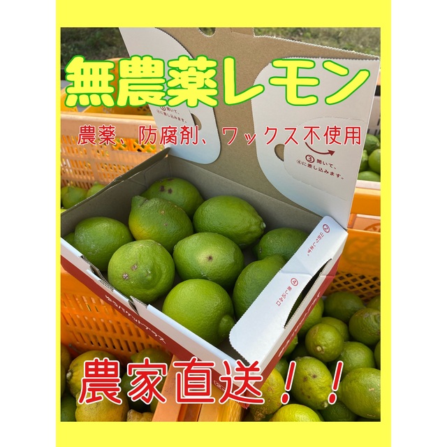 無農薬レモン　農家直送　瀬戸内レモン　国産レモン　岡山県産　レモン　1キロ 食品/飲料/酒の食品(フルーツ)の商品写真