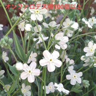 オンファロデス　種　花の種(その他)