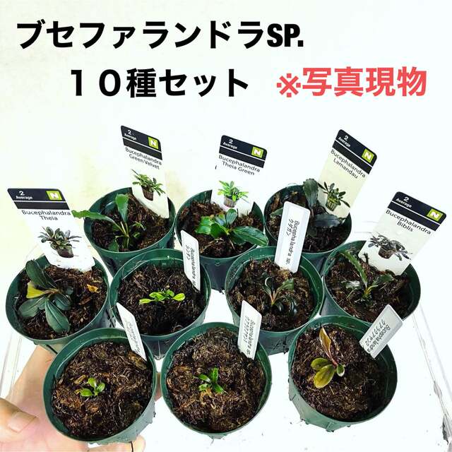 ◆ブセファランドラSP.10種セット（良株） #ブセさかな屋 水草　クダカン