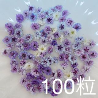 パープル系 かすみ草ドライフラワー100粒(ドライフラワー)