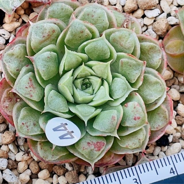 ロンギシマsp こぶ付き 抜き苗 多肉植物 | toom.com