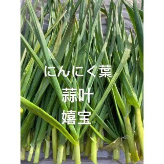 にんにく葉400g(野菜)