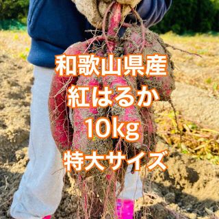 2022年新物★和歌山県産 紅はるか さつまいも 10キロ サツマイモ特大サイズ(野菜)