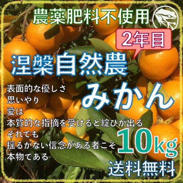 涅槃自然農みかん10kg 2年目 農薬肥料不使用 自然農法 海乃蛙自然農園