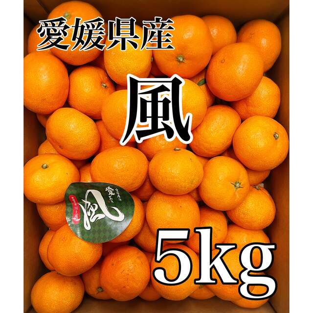 うまうまみかん!!愛媛県産【風】川上蜜柑 秀品 Mサイズ 5kg! | clipa.md