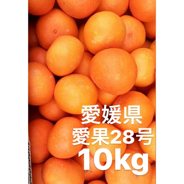 食品/飲料/酒愛媛県　愛果28号　柑橘　10kg