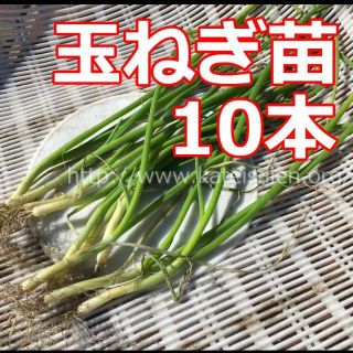 ■タマネギ苗もみじ3号(晩生)10本 大玉 育てやすい初心者向き簡単♪追加ok(野菜)