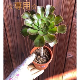 多肉植物　⭐︎専用⭐︎アエオニウム　まだら黒法師②   真っ黒法師　抜き苗　(その他)