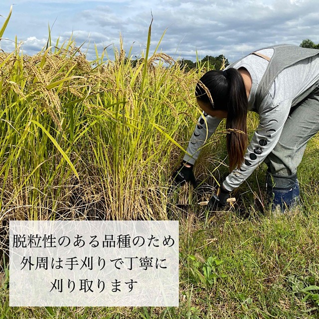 令和4年新米 在来種 自家採種 自然栽培米玄米20kg 農薬不使用・肥料不