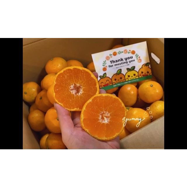 🍊今が旬🍊天晴みかん　ご家庭用（訳あり）　2ｋｇ（20個前後） 食品/飲料/酒の食品(フルーツ)の商品写真