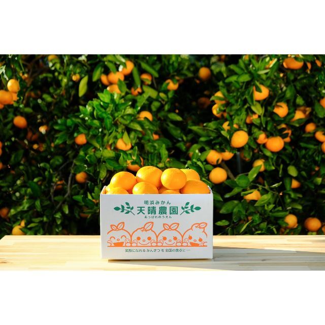 🍊今が旬🍊天晴みかん　ご家庭用（訳あり）　2ｋｇ（20個前後） 食品/飲料/酒の食品(フルーツ)の商品写真