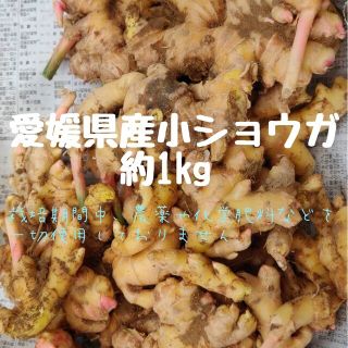 無農薬　小生姜　約1kg(野菜)