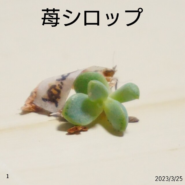 苺シロップ  葉挿し ➀ 発芽発根済み！ 徒長気味 多肉植物