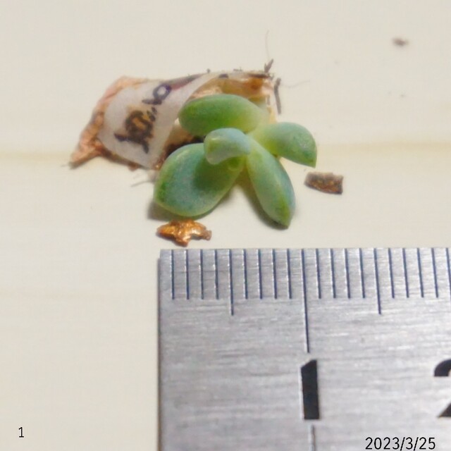 苺シロップ  葉挿し ➀ 発芽発根済み！ 徒長気味 多肉植物