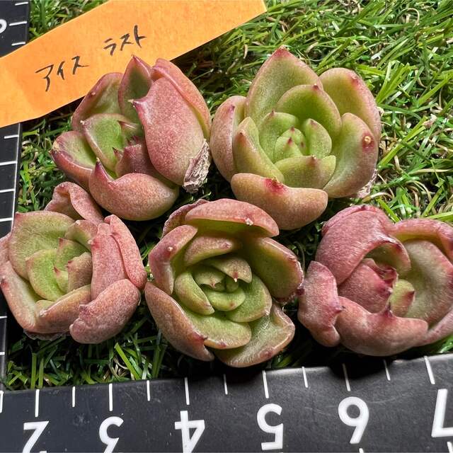 多肉植物　韓国苗　アイスシティ ハンドメイドのフラワー/ガーデン(その他)の商品写真