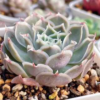 発根済　抜き苗　シムランス アッセンシオン 多肉植物 観葉植物(その他)