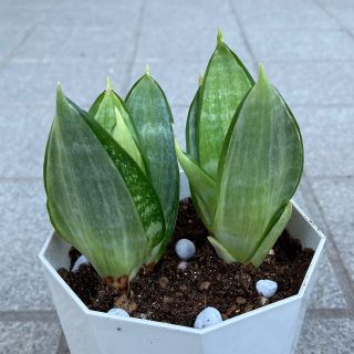 観葉植物　サンスベリア　グレイハニー　2株　抜き苗(その他)