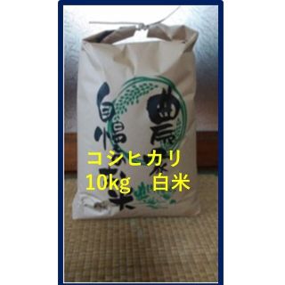 コシヒカリ白米10kg(農協出荷は一等米)山形県産　令和４年産(米/穀物)