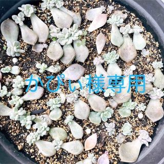 多肉植物❁︎ベビー苗　70株(その他)