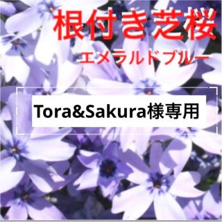 ⑥今春に増えて咲く芝桜☆シッカリ根付き苗☆初心者向け☆うす紫☆(プランター)