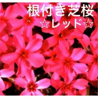 ④今春に増えて咲く芝桜☆シッカリ根付き苗☆初心者向け☆レッド☆(プランター)