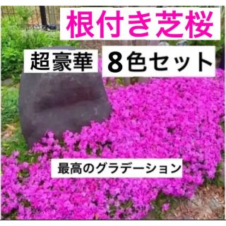 ☆今春に増えて咲く☆根付き芝桜☆超☆豪華☆8色セット☆初心者向け☆(プランター)