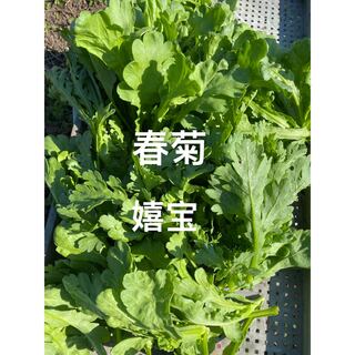 春菊１キロ(野菜)