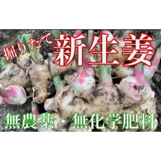 土佐一　新生姜　1kg(野菜)