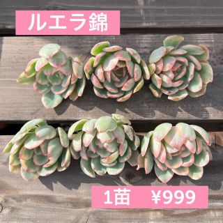 【目玉】エケベリア　ルエラ錦　多肉植物　韓国苗　カット苗(その他)