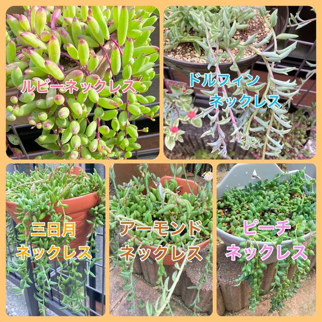 多肉植物 *ネックレス系5種類セット* カット苗の通販 by 多肉植物 *ネックレス系5種類セット* カット苗の通販 by